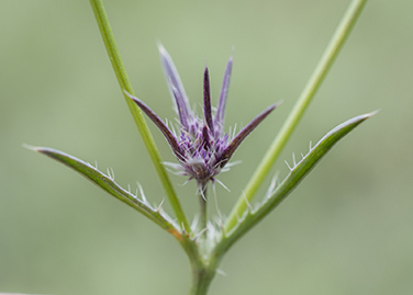 Eryngium constancei CDFW photo by Jeb Bjerke